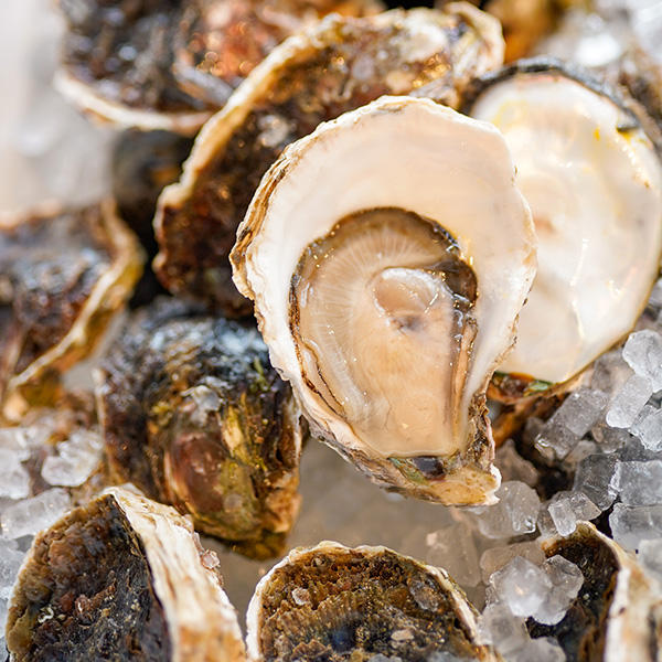 大きな殻付き生牡蠣